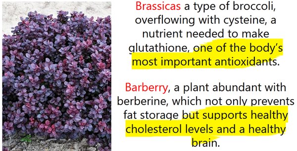 leptitox ingredients