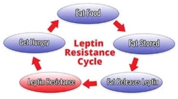 leptitox nutrition supplement